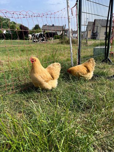 Klasse L1-3 auf dem Bauernhof